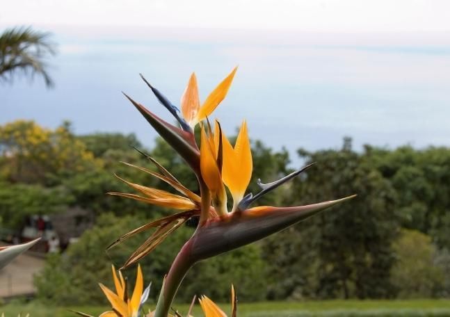 Produktbild: Madeiras Blumenwelt (Tischaufsteller DIN A5 quer)