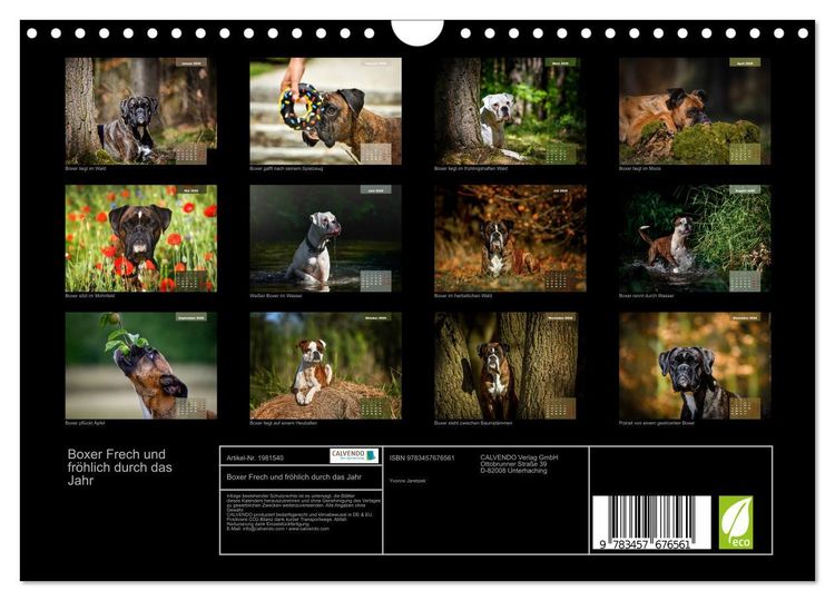 Produktbild: Boxer Frech und fr&ouml;hlich durch das Jahr (Wandkalender 2026 DIN A4 quer), CALVENDO Monatskalender