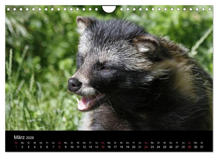 Produktbild: Marderhunde (Wandkalender 2026 DIN A4 quer), CALVENDO Monatskalender
