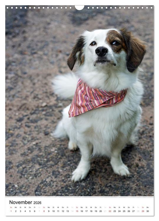 Produktbild: Hundefreunde (Wandkalender 2026 DIN A3 hoch), CALVENDO Monatskalender