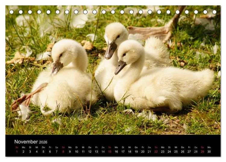 Produktbild: Die Kinderstube der Wasserv&ouml;gel (Tischkalender 2026 DIN A5 quer), CALVENDO Monatskalender