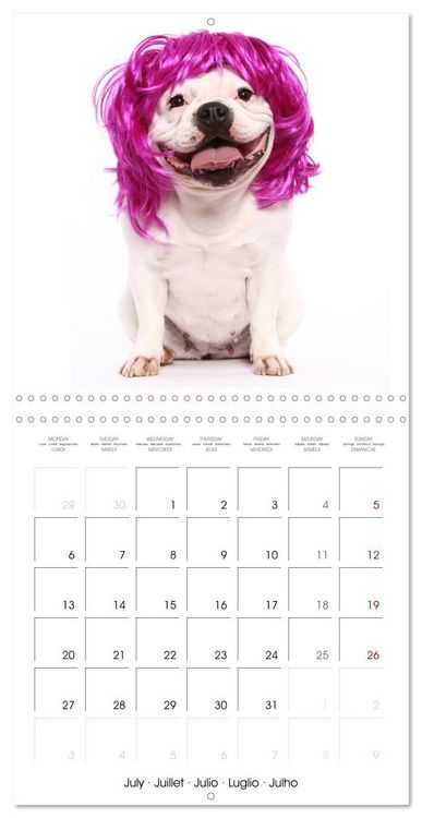 Produktbild: Cute Funny Dogs (Wall Calendar 2026 12 &times; 12 Inch) CALVENDO 12 Month Wall Calendar