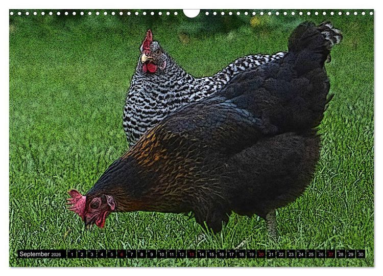 Produktbild: Die H&uuml;hner sind los! (Wandkalender 2026 DIN A3 quer), CALVENDO Monatskalender