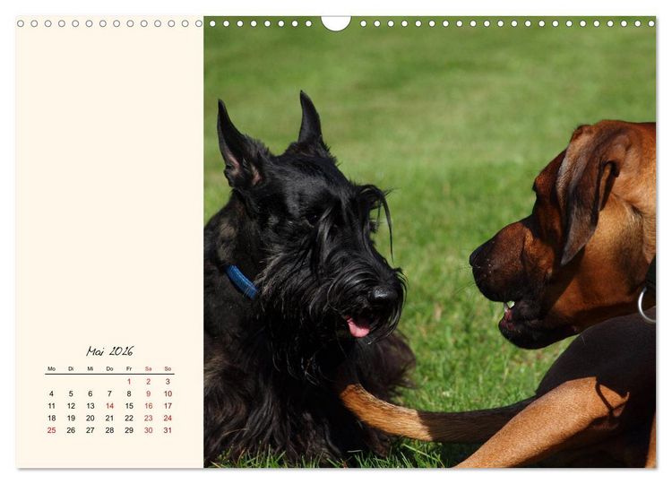 Produktbild: Scottish Terrier - Charmantes Rauhbein (Wandkalender 2026 DIN A3 quer), CALVENDO Monatskalender