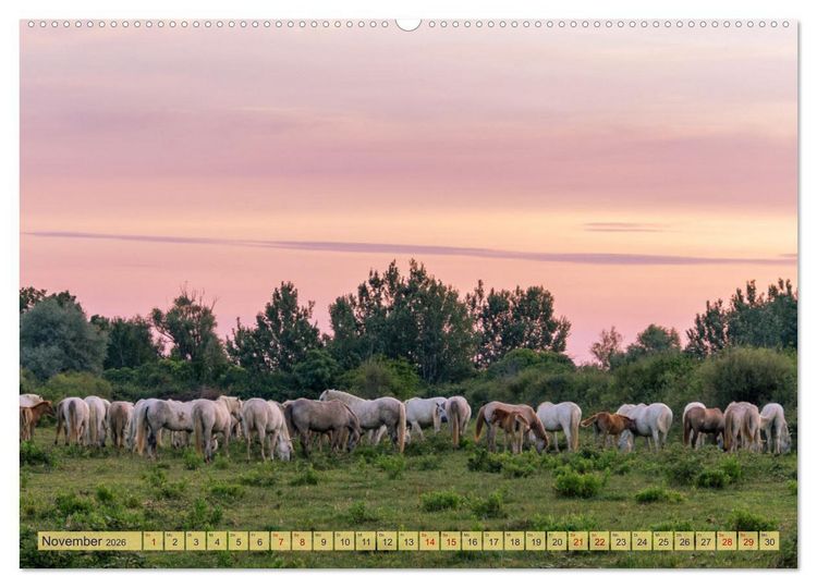 Produktbild: Die wilden Pferde der Camargue (hochwertiger Premium Wandkalender 2026 DIN A2 quer), Kunstdruck in Hochglanz