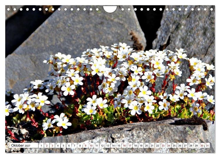 Produktbild: Bl&uuml;tenzauber auf Madeira. Wildblumen und Ziergew&auml;chse (Wandkalender 2027 DIN A4 quer), CALVENDO Monatskalender