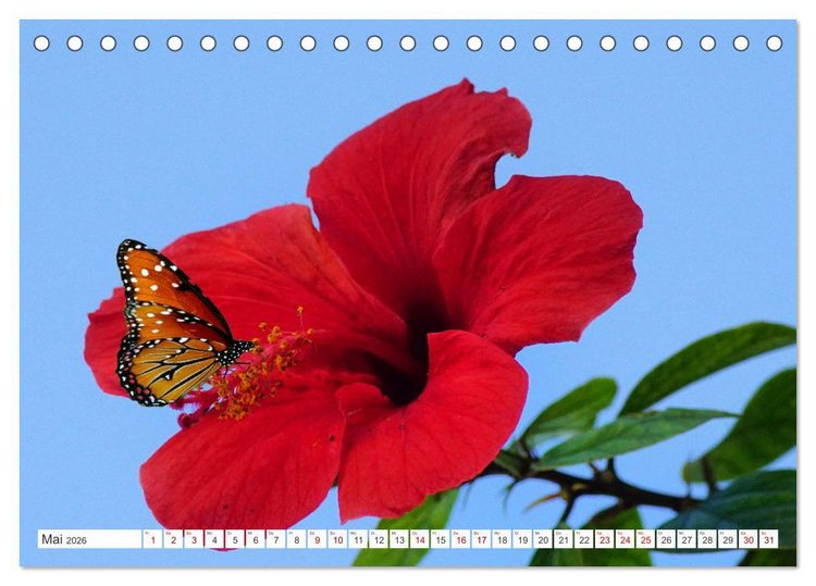 Produktbild: Asiatische Blumenpracht (Tischkalender 2026 DIN A5 quer), CALVENDO Monatskalender