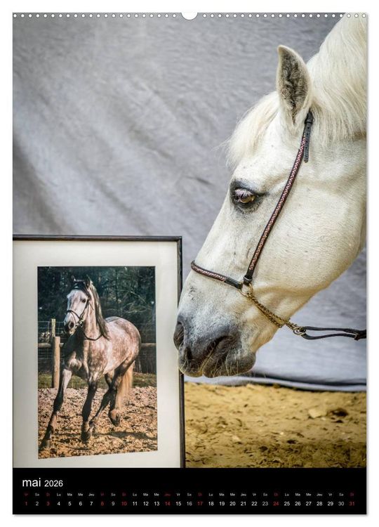 Produktbild: Chevaux en Portraits (Calendrier mural 2026 DIN A2 horizontal) calendrier de bureau
