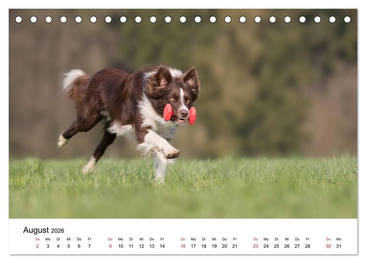 Produktbild: Border Collie - Bunt und clever! (Tischkalender 2026 DIN A5 quer), CALVENDO Monatskalender