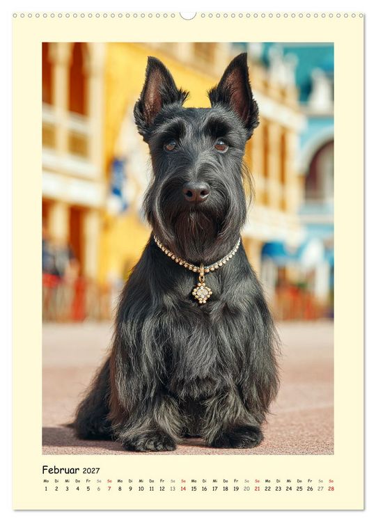 Produktbild: Scottish Terrier. W&uuml;rdevoller und robuster Gentlemen (hochwertiger Premium Wandkalender 2027 DIN A2 hoch), Kunstdruck in Hochglanz