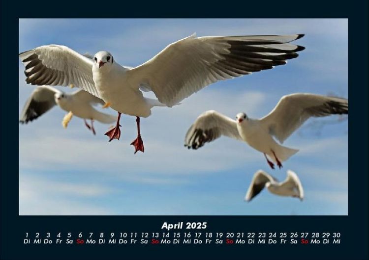 Produktbild: Vogelparadies 2025 Fotokalender DIN A4