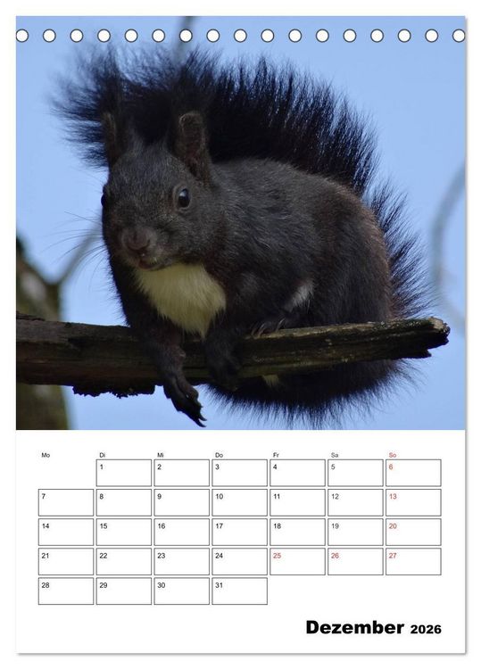 Produktbild: Niedliche Eichh&ouml;rnchen (Tischkalender 2026 DIN A5 hoch), CALVENDO Monatskalender