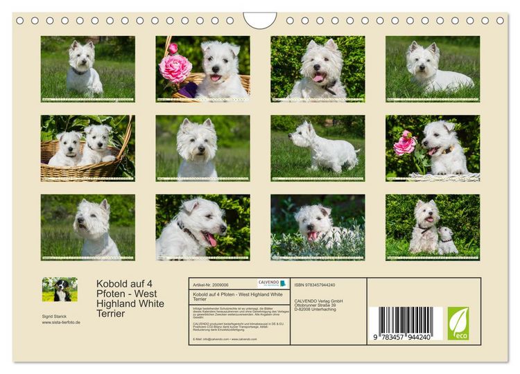Produktbild: Kobold auf 4 Pfoten - West Highland White Terrier (Wandkalender 2026 DIN A4 quer), CALVENDO Monatskalender