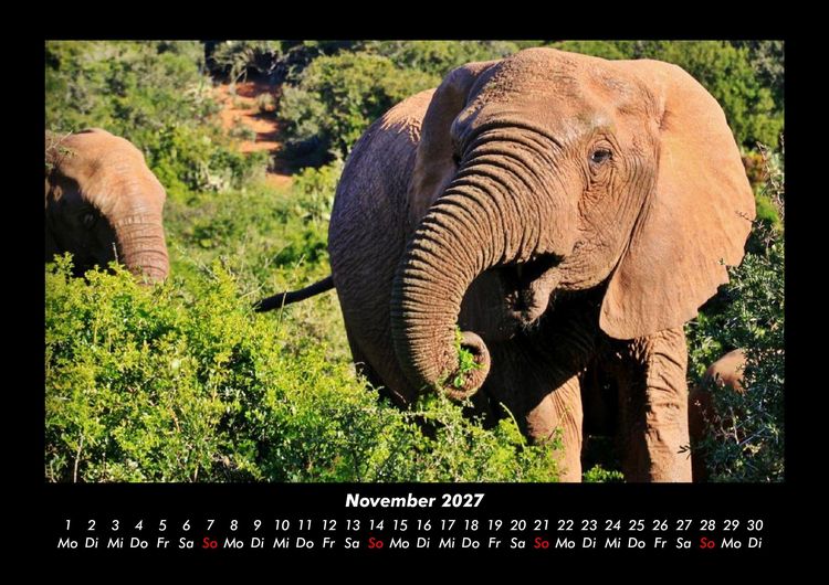 Produktbild: Elefanten 2027 Fotokalender DIN A3