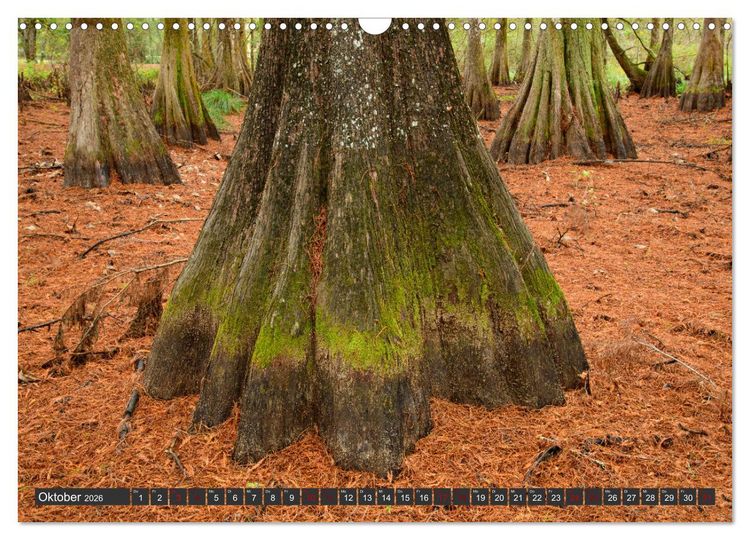 Produktbild: Natur Paradies Mississippi Delta (Wandkalender 2026 DIN A3 quer), CALVENDO Monatskalender