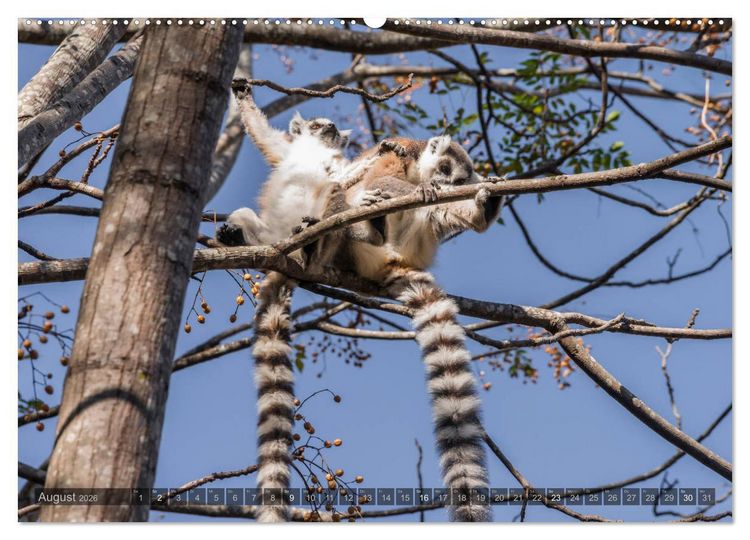 Produktbild: Tierisches Madagaskar (Wandkalender 2026 DIN A2 quer), CALVENDO Monatskalender