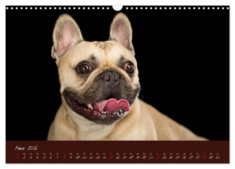 Produktbild: Franz&ouml;sische Bulldoggen (Wandkalender 2026 DIN A3 quer), CALVENDO Monatskalender