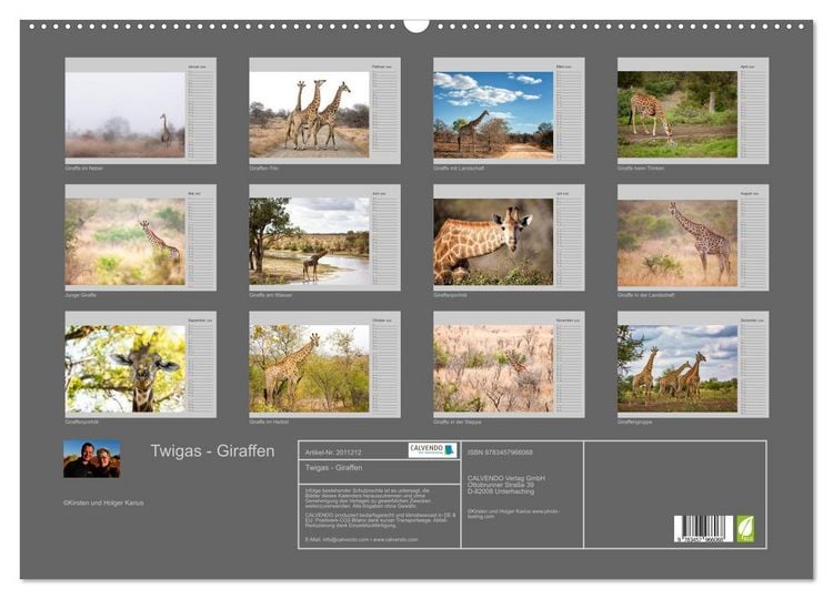 Produktbild: Twigas - Giraffen (Wandkalender 2026 DIN A2 quer), CALVENDO Monatskalender