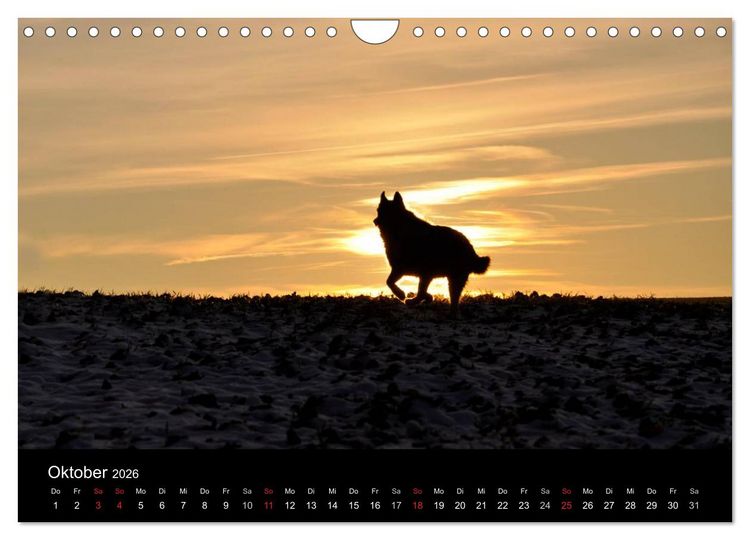 Produktbild: Sibirische Huskys aus Deutschland (Wandkalender 2026 DIN A4 quer), CALVENDO Monatskalender