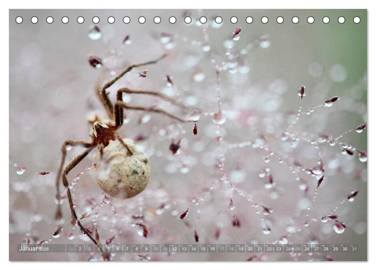 Produktbild: Wundersch&ouml;ne Spinnen (Tischkalender 2026 DIN A5 quer), CALVENDO Monatskalender