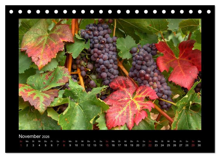 Produktbild: Wein - Reben, Wingerte und historische Weinkeller (Tischkalender 2026 DIN A5 quer), CALVENDO Monatskalender