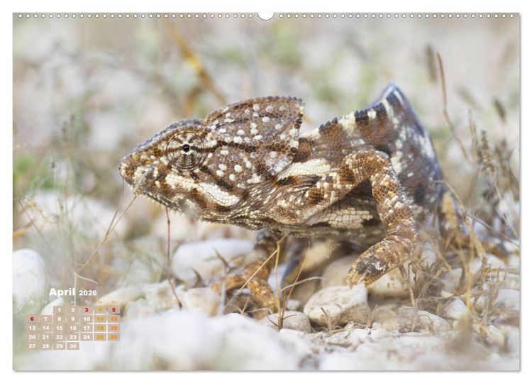 Produktbild: Cham&auml;leon: Die farbenfrohe Welt der Reptilien (hochwertiger Premium Wandkalender 2026 DIN A2 quer), Kunstdruck in Hochglanz