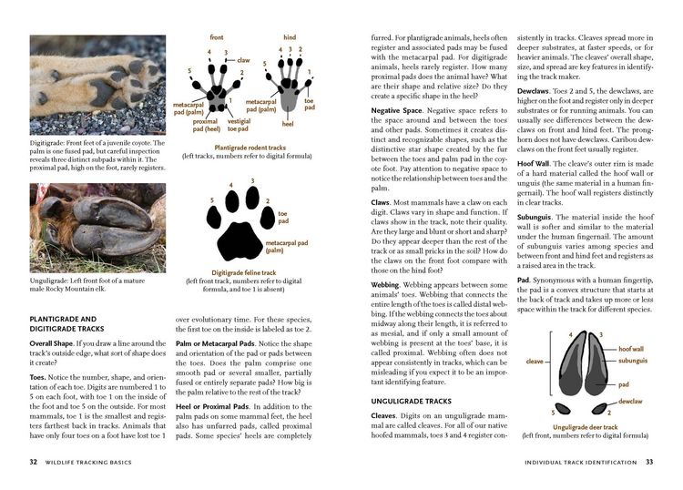 Produktbild: Wildlife of the Pacific Northwest