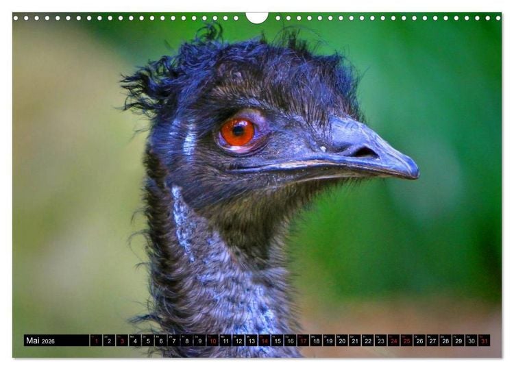 Produktbild: Australiens Tierwelt (Wandkalender 2026 DIN A3 quer), CALVENDO Monatskalender