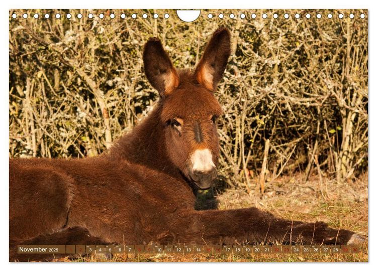 Produktbild: Bulgarische Gro&szlig;esel - Schwarze Sch&ouml;nheiten (Wandkalender 2025 DIN A4 quer), CALVENDO Monatskalender