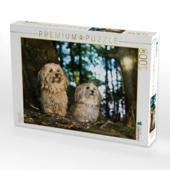 Produktbild: CALVENDO Puzzle Havaneser-M&auml;dels | 1000 Teile Lege-Gr&ouml;&szlig;e 64x48cm Foto-Puzzle f&uuml;r gl&uuml;ckliche Stunden