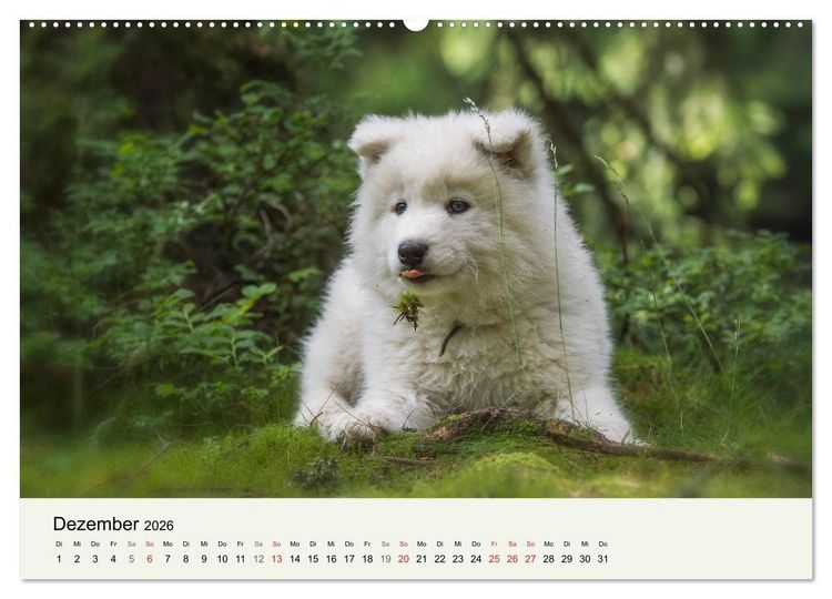 Produktbild: Kleine Samojeden - Eisb&auml;rchen Abenteuer im M&auml;rchenwald (hochwertiger Premium Wandkalender 2026 DIN A2 quer), Kunstdruck in Hochglanz