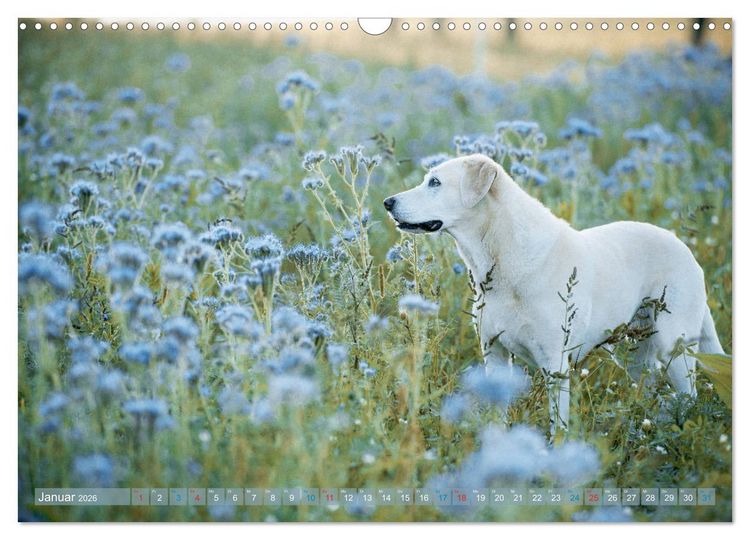 Produktbild: Faszination Labrador - gelb, foxred, schwarz (Wandkalender 2026 DIN A3 quer), CALVENDO Monatskalender