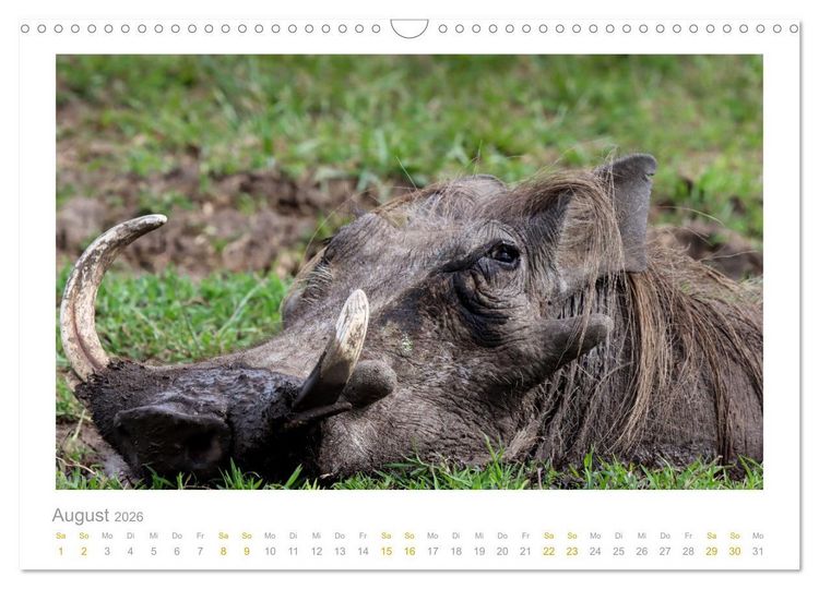 Produktbild: Ein L&auml;cheln f&uuml;r die Tierwelt (Wandkalender 2026 DIN A3 quer), CALVENDO Monatskalender
