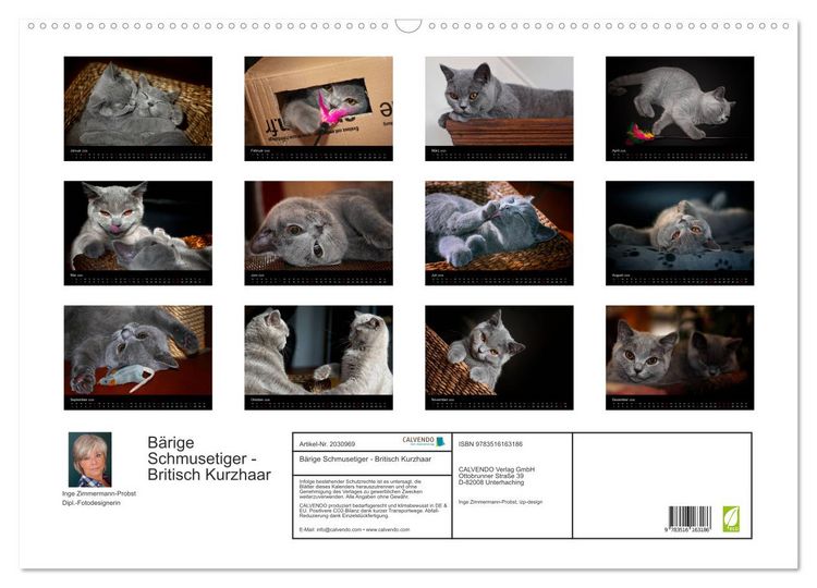 Produktbild: B&auml;rige Schmusetiger - Britisch Kurzhaar (Wandkalender 2026 DIN A2 quer), CALVENDO Monatskalender