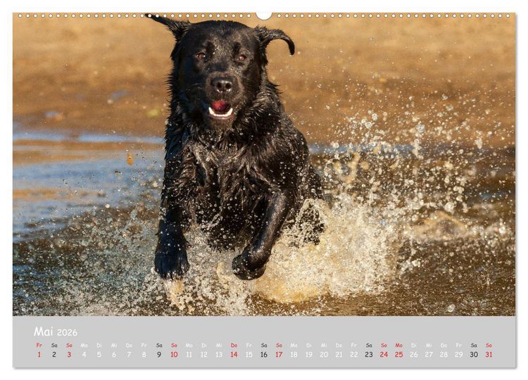 Produktbild: Liebenswerter Labrador 2026 (hochwertiger Premium Wandkalender 2026 DIN A2 quer), Kunstdruck in Hochglanz