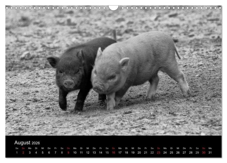 Produktbild: Das Leben der Schweine (Wandkalender 2026 DIN A3 quer), CALVENDO Monatskalender
