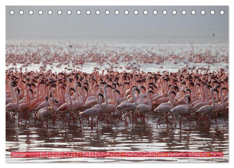Produktbild: Flamingos am Lake Bogoria - Kenia (Tischkalender 2026 DIN A5 quer), CALVENDO Monatskalender