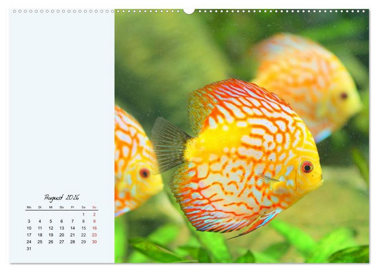 Produktbild: Diskusfische. Die bezaubernden Lieblinge vieler Aquarianer (Wandkalender 2026 DIN A2 quer), CALVENDO Monatskalender