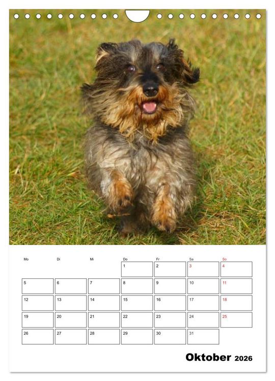 Produktbild: Liebenswerte Zwergrauhaardackel (Wandkalender 2026 DIN A4 hoch), CALVENDO Monatskalender
