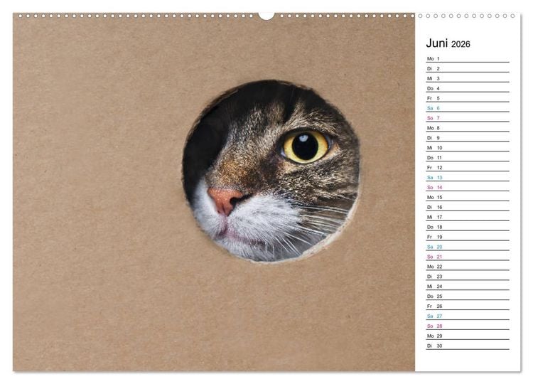 Produktbild: Karton Katzen (Wandkalender 2026 DIN A2 quer), CALVENDO Monatskalender