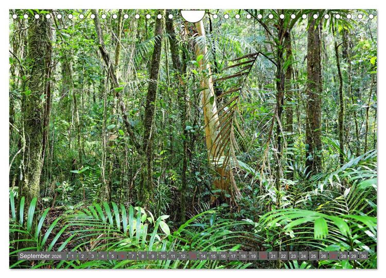 Produktbild: Im Regenwald von Borneo (Wandkalender 2026 DIN A4 quer), CALVENDO Monatskalender