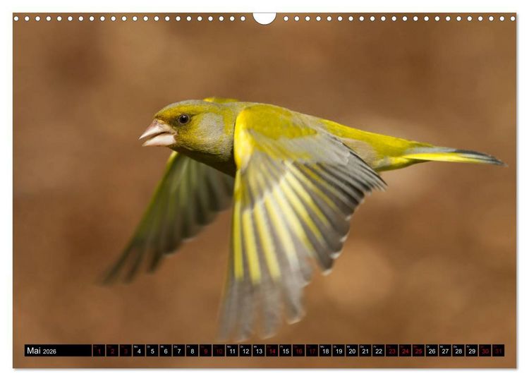 Produktbild: V&ouml;gel aus dem Garten (Wandkalender 2026 DIN A3 quer), CALVENDO Monatskalender