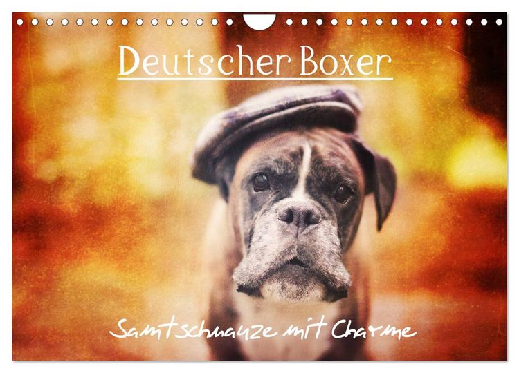 Produktbild: Deutscher Boxer (Wandkalender 2026 DIN A4 quer), CALVENDO Monatskalender