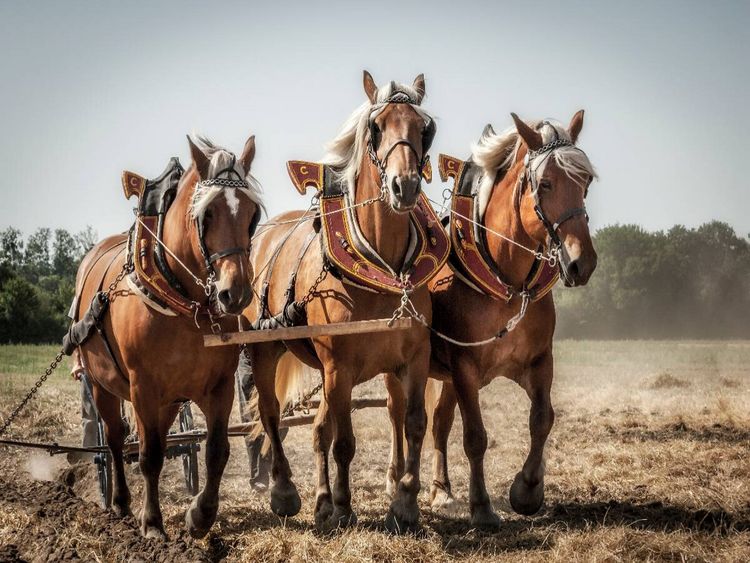 Produktbild: CALVENDO Puzzle Ein Motiv aus dem Kalender Landwirtschaft - Bilder von einst | 1000 Teile Lege-Gr&ouml;&szlig;e 64x48cm Foto-Puzzle f&uuml;r gl&uuml;ckliche Stunden