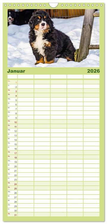 Produktbild: Familienplaner 2026 - Berner Sennenhund Welpen - Bezaubernde Pl&uuml;schb&auml;rchen mit 5 Spalten (Wandkalender, 21 x 45 cm) CALVENDO