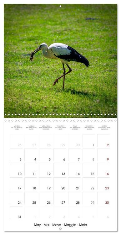 Produktbild: Whispers of Wings (Wall Calendar 2027 12 &times; 12 Inch) CALVENDO 12 Month Wall Calendar