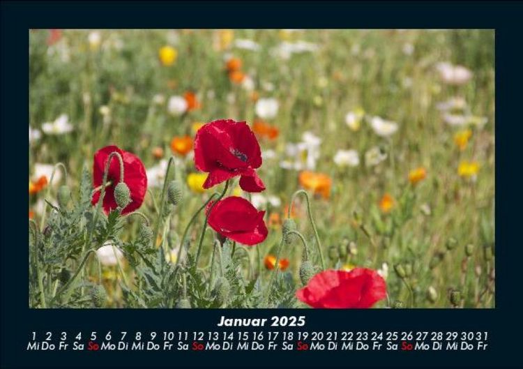 Produktbild: Blumenkalender 2025 Fotokalender DIN A5