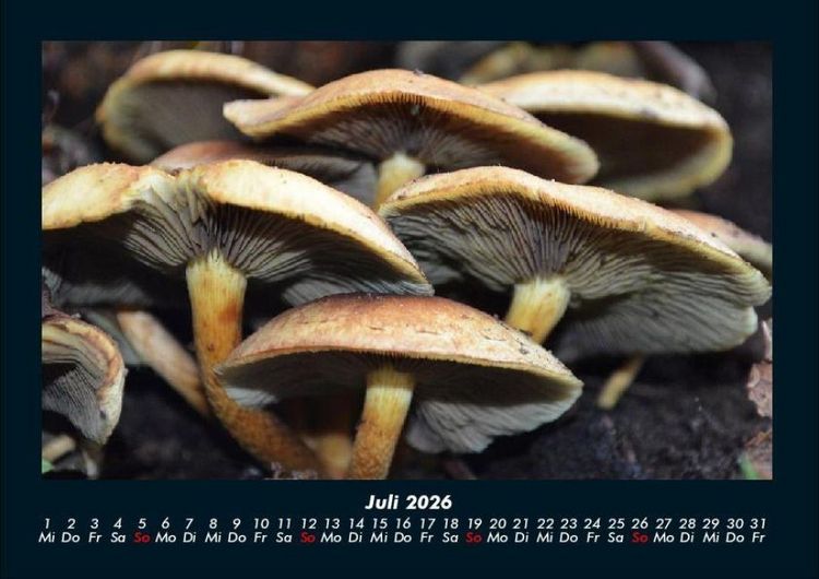 Produktbild: Pilzkalender 2026 Fotokalender DIN A4