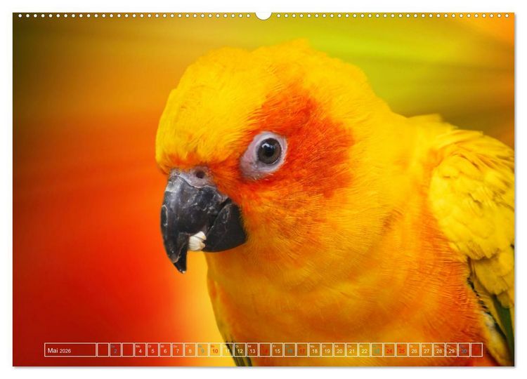 Produktbild: Die bunte Welt der V&ouml;gel (hochwertiger Premium Wandkalender 2026 DIN A2 quer), Kunstdruck in Hochglanz