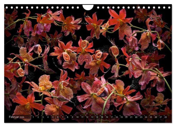 Produktbild: Orchidea (Wandkalender 2026 DIN A4 quer), CALVENDO Monatskalender